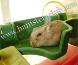 hamster's respiratory problems 